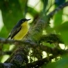 Tyranek ploskozoby - Todirostrum cinereum - Common Tody-flycatcher o2685